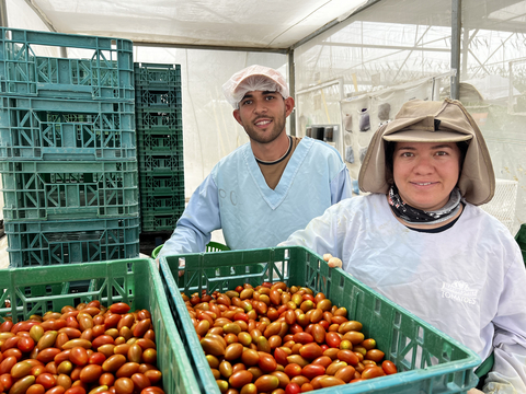 thumbnail NatureSweet associates harvesting snacking tomatoes.