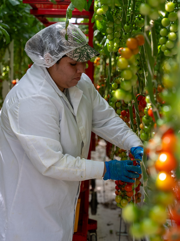 thumbnail NatureSweet associate harvesting snacking tomatoes.