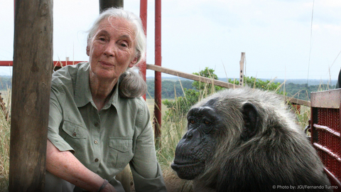 original Escena de Rescatando chimpancés del Congo con Jane Goodall