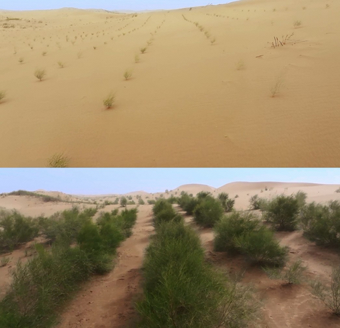 thumbnail The No. 453 Ant Forest in Inner Mongolia, China, shows a clear contrast before restoration in 2021 (top) and after restoration in 2024 (bottom).