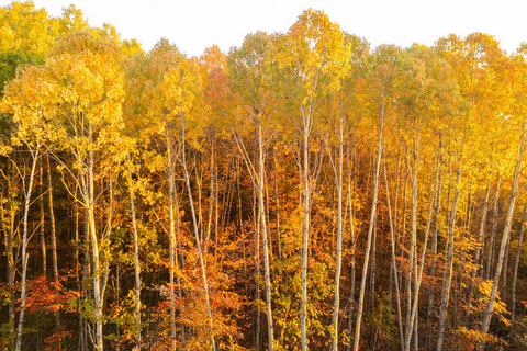 original LP Building Solutions partners with ForestryWorks® and the BC First Nations Forestry Council to support sustainable forestry and workforce development across North America