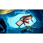  La prossima era della proprietà inizia con il nuovissimo Ledger Nano™ e Ledger Wallet™