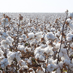 Cotton_Production_Textiles.jpg