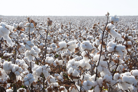 original The FoodChain ID and IDFL partnership allows brands to link on-farm regenerative outcomes with credible textile chain-of-custody and quality claims.