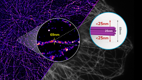 original Proteins around the microtubules were labeled at extremely high specificity using the Synlight-Pure, Syncell's new photolabeling reagent kit, observed with dSTORM superresolution microscopy. Surrounding the 25-nm-diameter microtubules, only proteins within 25 nm in each direction were biotinylated (magenta), demonstrating the capability of high-precision proteomic discovery. Image credit: Wen-Qing Yang and T. Tony Yang, National Taiwan University