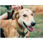 Human-Animal_Bond_Image.jpg