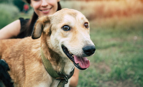 For International Human-Animal Bond Day (Nov. 8th), Dechra elevates its commitment to supporting veterinarians in protecting the bond worldwide by becoming the newest Human-Animal Bond Certified Company.