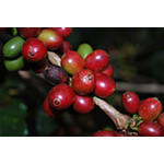 kirin_coffee_cherries_image1.jpg