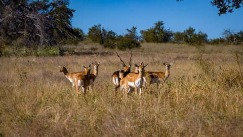 thumbnail Exotic species such as black buck and axis deer can be found on this property!