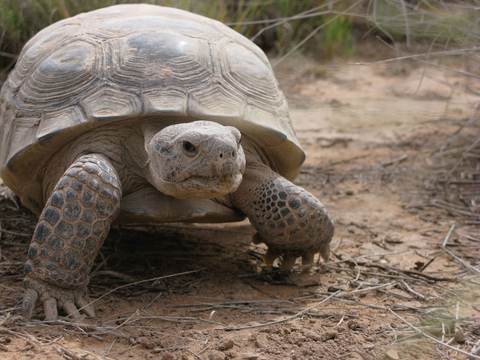 original Bolson tortoise located on the Turner Ranches in New Mexico