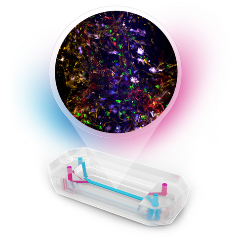 original The Emulate Brain-Chip R1 integrates key FUJIFILM Cellular Dynamics iCell® products co-cultured with Emulate's proprietary induced Brain Microvascular Endothelial Cells (BMECs) to provide researchers with an innovative platform that models the complexities of the neurovascular unit.