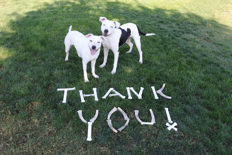 original Nylabone has donated chew toys and treats valued at more than $1.3 million, along with monetary contributions, to animal welfare organizations in 2025.