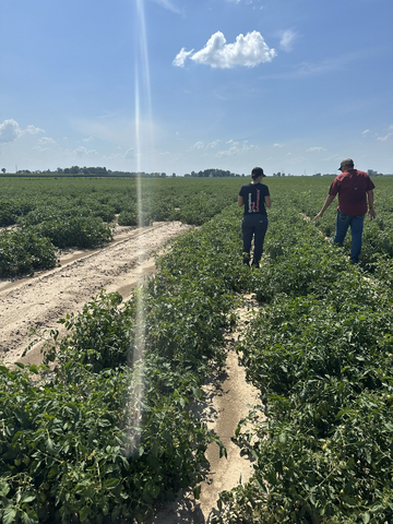 original Anne Phillips, senior staff scientist at NewLeaf Symbiotics, walks with a grower through his tomato field trial during the Pink Performance Tour in 2025.
