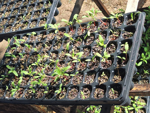 original En comunidades rurales del Gran Chaco, provincia de Salta, la Fundación Gran Chaco, en alianza con la Fundación Cargill, ha desarrollado una iniciativa transformadora que busca mejorar la seguridad alimentaria, la producción local y el acceso a mercados en una de las regiones más vulnerables del país.