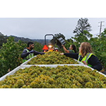 Lambert_Bridge_Harvest_2025_sorting_grapes_Sonoma_County_credit_Wyatt_Goodale_of_Goodale_Media.jpg