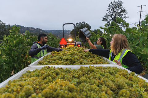 original Vineyard workers sort grapes during the 2025 harvest at Lambert Bridge Winery in Sonoma County. Photo by Wyatt Goodale of Goodale Media.