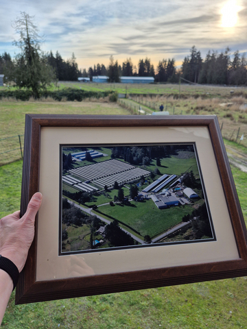 original A framed photo of Dogwood Fur Farms in Aldergrove, B.C. prior to the mink farming ban is held up against the current farm, which has been decommissioned. The farm was a multigenerational business that was started in 1957. (Courtesy Angela Bernemann.)