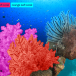 colorful_soft_corals_segmentation_pink_red_orange_720.jpg