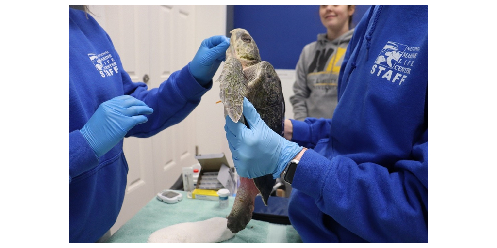 Avangrid Foundation Awards $250,000 in Grants to Wildlife ...