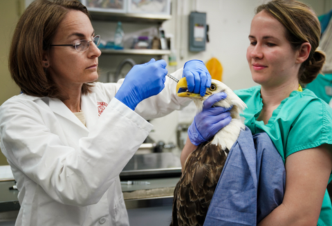 original Pictured: Janet L Swanson Wildlife Hospital - Cornell University (New York), Avangrid Foundation grantee.
