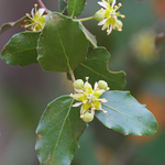 Quillaja_saponaria_tree_flowers.jpg
