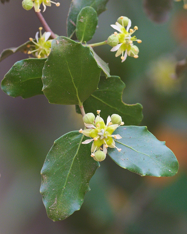 Quillaja saponaria tree flowers