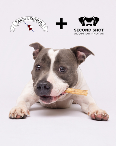 original A second chance starts with a smile. Tartar Shield® partners with Second Shot Adoption Photos to support shelter dogs through professional adoption photography and oral health advocacy.