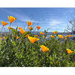 wildflowers_2.jpg