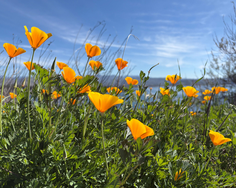 California Poppies along the Wildflower Trail at Diamond Valley Lake.