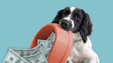 Dog parents can now “claim” their pup as a dog-pendent for the chance to receive a $1,000 credit via the Love Made Fresh Dog Tax Credit.
