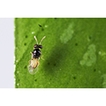 Close_up_image_of_Tamarixia_radiata-Photo_Credit_UC_Riverside.jpg