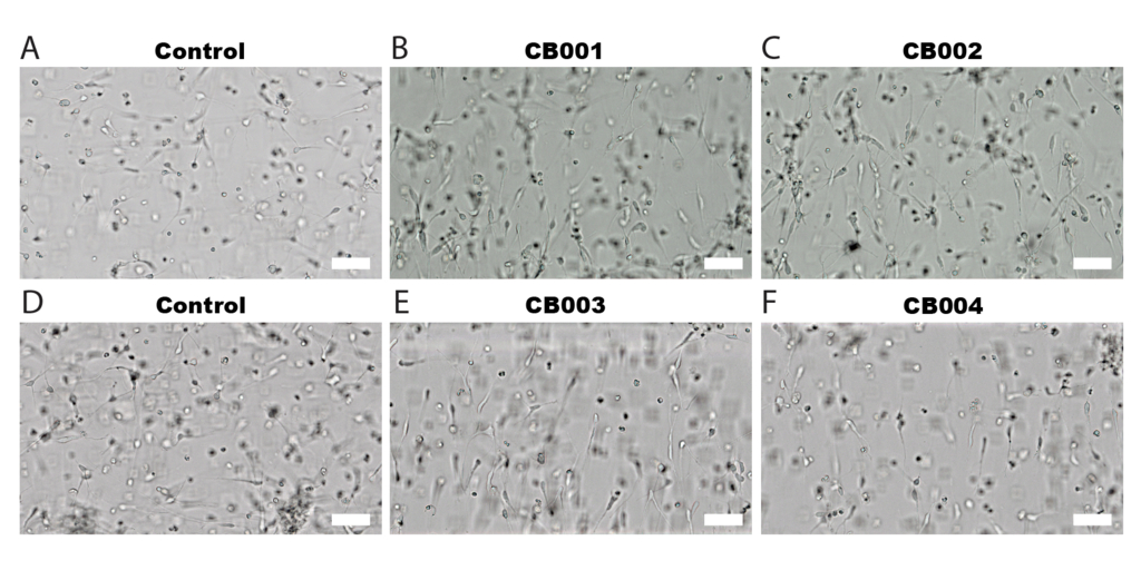 Polyphron and Cellino Show Tissue Manufacturing Works Across Any Patient Background 1 image 38