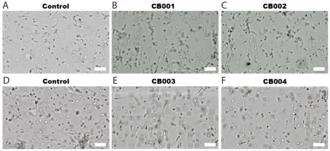 Reproducible neuronal alignment across donor iPSC lines. Bright-field images of neuronal constructs. (A, D) Control conditions (no perturbations). (B, C, E, F) Aligned conditions. Scale bar 50µM. Image credit: Polyphron