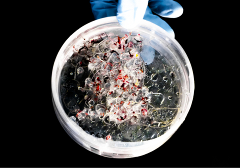 original Foray’s “fabricated seed” products enable scalable propagation from single cells, accelerating the path to market for new plant varieties. Credit: BEAM Studio