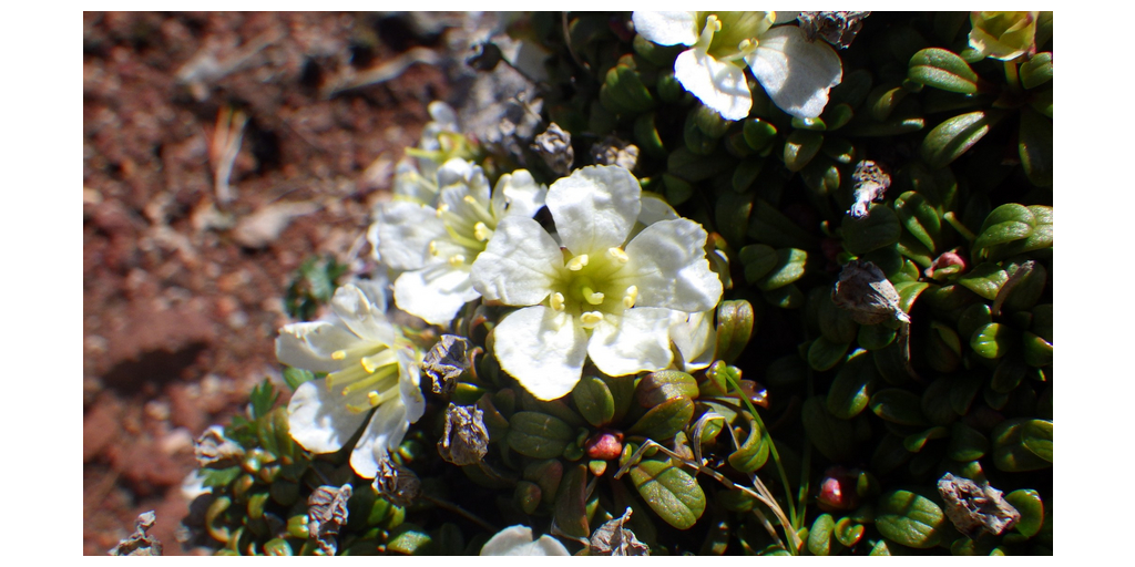  Un nuovo metodo consente la determinazione strutturale di diversi composti fenolici a partire da un minuscolo campione di fiore alpino
