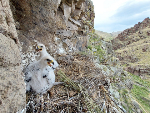 original Golden eagle nestlings. Courtesy: Boise State University