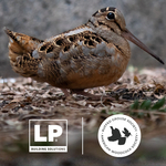 ruffed_grouse_social.jpg