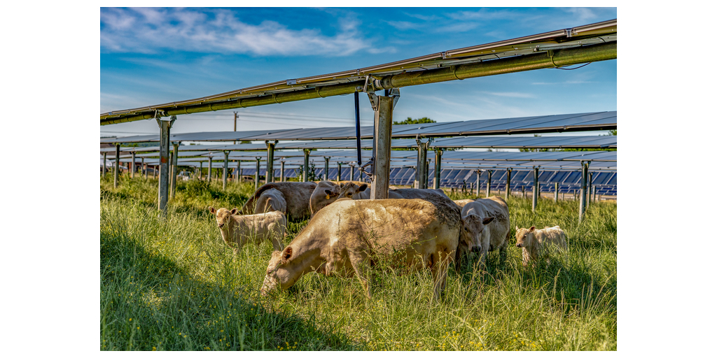 Silicon Ranch Christiana Solar Farm And Cattletracker 1