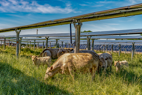 original Cattle graze under solar panels at Silicon Ranch's Christiana Solar Ranch, home to the company's patented CattleTracker™ platform—the world’s first commercially viable rotational grazing technology designed to integrate cattle farming with utility-scale solar.