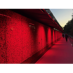 Poppy_Wall_Pic.jpg