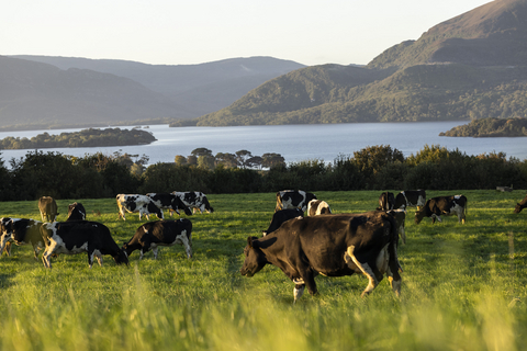 original Kerry Dairy Ireland rebrands to Kinisla, drawing inspiration from both kinship and island identity, reflecting the company’s deep connection to its people, farming heritage and Irish roots, while signalling a bold, outward-looking future.