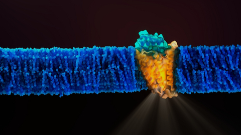 A computer-designed miniprotein activates a cell-surface receptor, illustrating a new approach for creating precision medicines that selectively control cell signaling. Credit: Cognition Studio, Inc. for Skape Bio