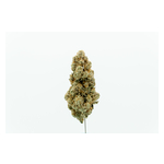 El_Jefe_Single_bud.jpg