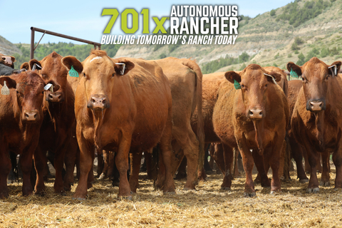 original Cattle wearing 701x's satellite enabled GPS ear tag with health monitoring capability