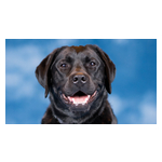 Smoky%2C_USAA_Chief_Pawsitivity_Officer.jpg