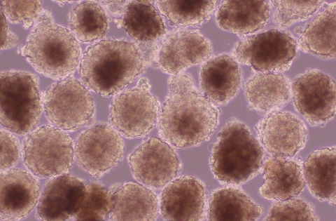 original Cardiomyocyte spheroids