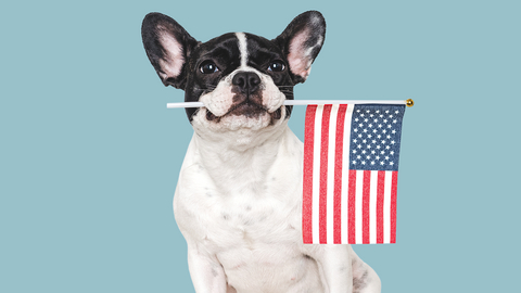 To help dogs stay calm and comfortable during America’s 250th birthday celebrations, Blue Buffalo is launching a first-of-its-kind dog-friendly fireworks experience and expert-backed tips.
