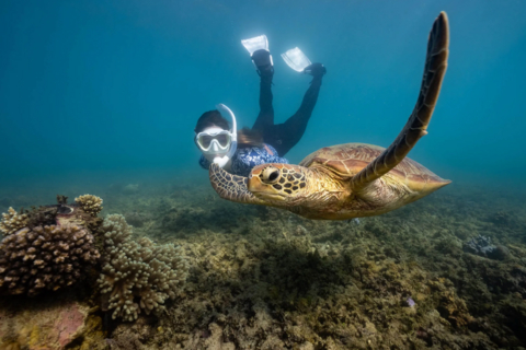 Fitzroy Island Resort is 100% Australian family-owned and operated and only a 45-minute boat ride from the Cairns CBD. The National Park island is an unspoilt tropical paradise of rainforest and beaches within the calm sheltered waters of the Great Barrier Reef.