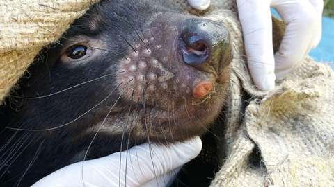 Colossal Foundation Partners With University of Tasmania on Vaccines and Gene Editing to Fight Devil Facial Tumour Disease