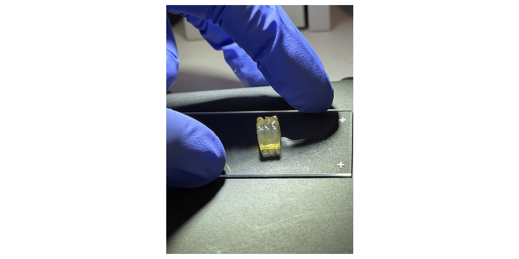 Auxilium Biotechnologies Achieves Historic Space Bioprinting Milestone, Successfully Bioprinting Kidney and Liver Tissues in Orbit for the First Time 1 Bioprinted Liver Tissue